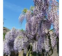 Wisteria Sinensis Prolific Lilac-Blue Climbing Plant - 1X 5L Potted Thompson & Morgan