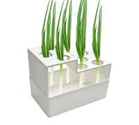 Wisylizv Green Onion Regrower - Leakproof Breathable | Scallion Grower Window Sill Planter | Outdoor Window Counter Garden Balcony Vegetable Hydroponic