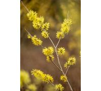 Witch Hazel Hamamelis Arnold Promise Shrub Plant 4-5Ft Extra Large In A 7.5 Litre Pot By Direct Plants