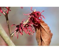 Witch Hazel Hamamelis Ruby Glow Shrub 4-5Ft Extra Large In A 7.5 Litre Pot By Direct Plants