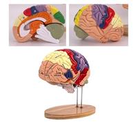 With Labels 2 Times Life Size Anatomy Human Brain Model，for Psychology Science Research Medical Learning Or Classroom Study Display