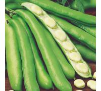 Witkiem Manita' Seeds 35 Vicia faba Fava Beans 1 Packet x 35 Seeds By Suttons