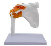 wkao 1:1 Human Shoulder Joint Model - Educational Anatomy PVC Tool for Kids, Removable Parts & Transparent Stand for Display