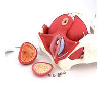 WLKQ Pelvis Model on Base Anatomical PVC Female Pelvis Skeleton Model - Female Pelvis Skeletal Model - Anatomy Model - 10.23X7.08X8.66 Inches