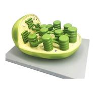 WlP Cell Organelle Structure Model Mitochondria Chloroplast Golgi Apparatus- Enlarged 70 000 000 Times Chloroplast Structure Model - Plant Teaching Model Chloroplast Model - For Biology Teaching