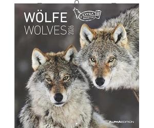 Wölfe 2026 - Broschürenkalender 30x30 cm (30x60 geöffnet) - Kalender mit Platz für Notizen - Wolves - Bildkalender - Wandplaner - Alpha Edition: Wolves