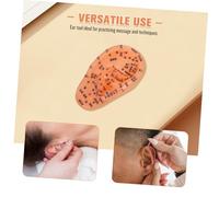 WOFASHPURET Ear Anatomical Model with Chinese Annotations for Acupuncture Point Reflexology Learning Detailed Human Ear Display for Massage and Traditional Chinese Medicine Teaching