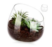 WOFASHPURET Glass Planter Terrarium Bowl for Indoor Plants Home Decor Slanted Mouth Design Small Size Glass Vase Suitable for Succulents Moss and Miniature Gardens Decorative Centerpiece Pot