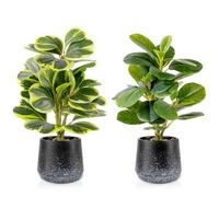 WOHSEROM 2 Pack Realistic Artificial Potted Plants Peperomia Obtusifolia, 11" Small Faux Greenery for Desk, Bathroom, Office, or Home Decor (Evergreen, Maintenance Free)