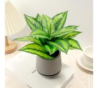 WOHSEROM Dieffenbachia Compacta Artificial in Ceramic Pot - 8.7inch Realistic Fake Potted Desk Plant, Safe for Kids & Pets, No Maintenance Faux Tropical Indoor Plant Decor for Home Office Tabletop