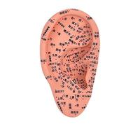 Woideklu Ear Model Reflexology Acupoint Learning Display Multifunctional Study Smooth Auricular Acupoint Model School Accessories, 16cm
