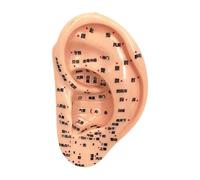 Woideklu Ear Model Reflexology Acupoint Learning Display Multifunctional Study Smooth Auricular Acupoint Model School Accessories, 13cm