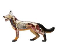 Wolf Dog Skeleton Anatomy Assembly Model, Animal Biology Detachable Organ Body 29 Parts, Science Educational Models School Veterinary Models