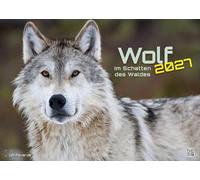 Wolf - Im Schatten des Waldes - 2027 - Kalender DIN A3: Der Wandkalender mit den schönsten Wolf-Fotografien für das Jahr 2027 im Format DIN A3 (ca. 42 x 30 cm)!