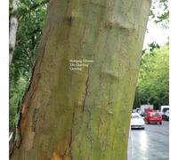 Wolfgang Tillmans - Life Guarding/Growing [12" VINYL]