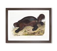 Wolverine By John Woodhouse Audubon Vintage Framed Print | A2 Walnut Framed Wall Art | Ready to Hang | Classic Nature Picture | Living Room Bedroom Lounge Office