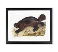 Wolverine By John Woodhouse Audubon Vintage Framed Print | A3 Black Framed Wall Art | Ready to Hang | Classic Nature Picture | Living Room Bedroom Lounge Office