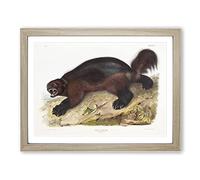 Wolverine By John Woodhouse Audubon Vintage Framed Print | A4 Oak Framed Wall Art | Ready to Hang | Classic Nature Picture | Living Room Bedroom Lounge Office