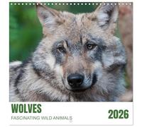 Wolves - fascinating wild animals (Wall Calendar 2026 12" x 24" / 30 x 60 cm (open)) CALVENDO 12 Month Wall Calendar