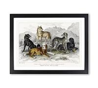 Wolves & Hounds By Oliver Goldsmith Vintage Framed Print | A3 Black Framed Wall Art | Ready to Hang | Classic Nature Picture | Living Room Bedroom Lounge Office