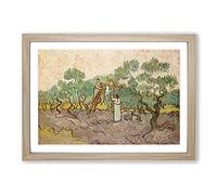 Women Picking Olives by Vincent Van Gogh Framed Print | A2 Oak Framed Wall Art | Ready to Hang | Modern Historical Picture | Living Room Bedroom Lounge Office