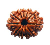 Wonder Care - Original Nepali Eleven Faced Rudraksha 11 Mukhi Rudraksha Bead Natural Rudra Religious Rosary Bead