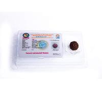 Wonder Care - Original Nepali Rudraksha bead/Rudraksha Bead Natural Rudra Religious Rosary Bead…