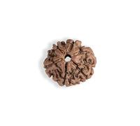 Wonder Care - Original Nepali Six Faced Rudraksha 6 Mukhi Rudraksha Bead Natural Rudra Religious Rosary Bead