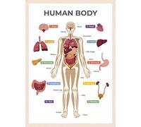 Wonder Tots Educational Human Body Poster - Learning Poster for Children, Kids Learning Chart, Classroom Decoration (A3 Laminated)