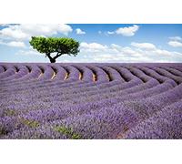 wonders of the world jigsaw 500 piece,natural beauty,flowers,lavender 52x38CM