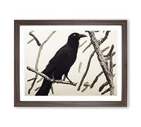 Wondrous Crow Bird Framed Wall Art Print A2 Walnut