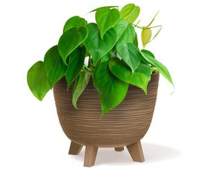 (Wood, 23.6cm Width) Bowl Planter Plant Pot Legs Oval Flower Modern Decorative FURU Indoor 4 Colours