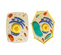 Wood Cell Structure Modeling Set Wood Texture for Biology Education Hands on Learning with Detachable Clay Component Cell Structure Model