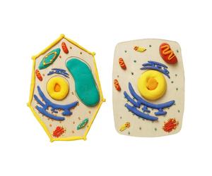 Wood Cell Structure Modeling Set Wood Texture for Biology Education Hands on Learning with Detachable Clay Component Science Project Materials