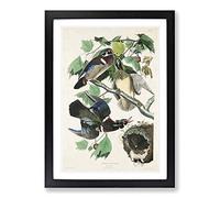 Wood Ducks by John James Audubon Framed Print | A2 Black Framed Wall Art | Ready to Hang | Modern Animal Picture | Living Room Bedroom Lounge Office