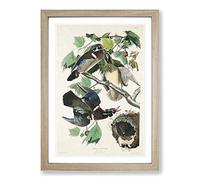 Wood Ducks by John James Audubon Framed Print | A2 Oak Framed Wall Art | Ready to Hang | Modern Animal Picture | Living Room Bedroom Lounge Office