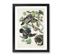 Wood Ducks By John James Audubon Vintage Framed Print | A4 Black Framed Wall Art | Ready to Hang | Classic Animal Picture | Living Room Bedroom Lounge Office