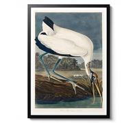 Wood Ibiss by John James Audubon, Vintage Bird Print Poster, Nature Inspired Wall Decor, River and Forest Scene, Illustration Art Gift, Archival Matte, A2 (Framed) - 59.4x42cm