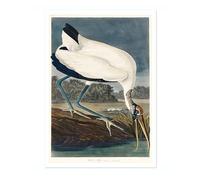 Wood Ibiss Poster John James Audubon Vintage Bird Illustration Antique Print Ornithology Art, Archival Matte, A4 (Print Only) - 29.7x21cm