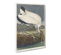 Wood Stork By John James Audubon Canvas Print | Gallery Wrapped 30mm Frame Wall Art | 20x14 inches | Ready to Hang | Retro Landscape Picture | Living Room Bedroom Lounge Office