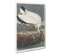 Wood Stork by John James Audubon Canvas Print | Gallery Wrapped 30mm Frame Wall Art | 30x20 inches | Ready to Hang | Modern Landscape Picture | Living Room Bedroom Lounge Office