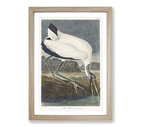 Wood Stork by John James Audubon Framed Print | A2 Oak Framed Wall Art | Ready to Hang | Modern Nature Picture | Living Room Bedroom Lounge Office