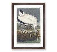 Wood Stork by John James Audubon Framed Print | A2 Walnut Framed Wall Art | Ready to Hang | Modern Nature Picture | Living Room Bedroom Lounge Office