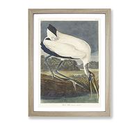 Wood Stork By John James Audubon Vintage Framed Print | A4 Oak Framed Wall Art | Ready to Hang | Classic Nature Picture | Living Room Bedroom Lounge Office