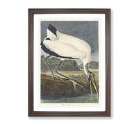 Wood Stork By John James Audubon Vintage Framed Print | A4 Walnut Framed Wall Art | Ready to Hang | Classic Nature Picture | Living Room Bedroom Lounge Office