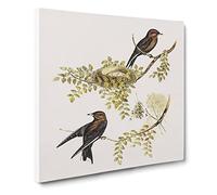 Wood swallows Bird by Elizabeth Gould Canvas Print | Gallery Wrapped 30mm Frame Wall Art | 20x20 inches | Ready to Hang | Retro Animals Picture | Living Room Bedroom Lounge Office