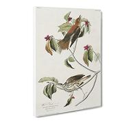 Wood Thrush Birds By John James Audubon Canvas Print | Gallery Wrapped 30mm Frame Wall Art | 24x16 inches | Ready to Hang | Retro Landscape Picture | Living Room Bedroom Lounge Office