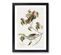 Wood Thrush Birds by John James Audubon Framed Print | A2 Black Framed Wall Art | Ready to Hang | Modern Nature Picture | Living Room Bedroom Lounge Office