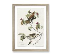 Wood Thrush Birds By John James Audubon Vintage Framed Print | A4 Oak Framed Wall Art | Ready to Hang | Classic Nature Picture | Living Room Bedroom Lounge Office