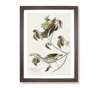 Wood Thrush Birds By John James Audubon Vintage Framed Print | A4 Walnut Framed Wall Art | Ready to Hang | Classic Nature Picture | Living Room Bedroom Lounge Office